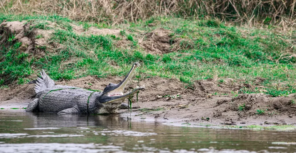 Discover the Wilderness: A Professional’s Guide to the 2 Nights, 3 Days Chitwan Package Tour – All-Inclusive